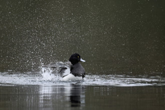 Tufted Duck (Aythya fuligula), male during plumage care, Rootsee, Canton Lucerne, Switzerland,