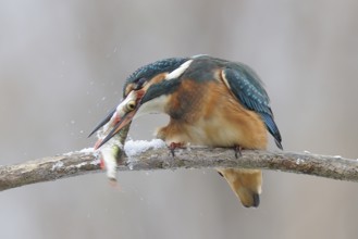 Common kingfisher (Alcedo atthis) working the fish on the snow-covered branch and killing it, Lower