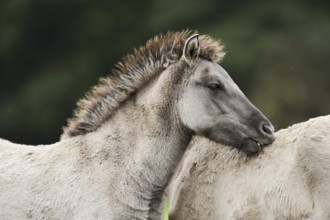Dülmener Wildpferd, foal, Merfelder Bruch, Dülmen, North Rhine-Westphalia, Germany, Europe