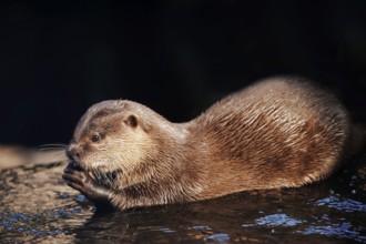 Dwarf otter or oriental small-clawed otter (Aonyx cinerea), adult, feeding, captive, occurring in