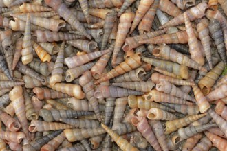 Common tower snail (Turritella communis) empty shells on the beach, Camargue, Provence, southern