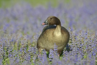 Pink-footed goose (Anser brachyrhynchus), captive, occurring in Greenland, Iceland and Svalbard