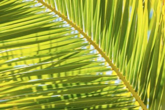Sunlit palm leaf with shadow play of the leaf veins, cloudless blue sky in the background,