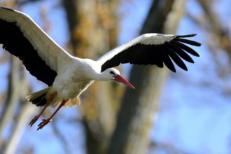 White stork (Ciconia ciconia), flying, Lower Rhine, North Rhine-Westphalia, Germany, Europe