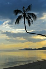 Silhouette of a coconut palm backlit against a colourful sky during a tropical sunset, Koh Samui,