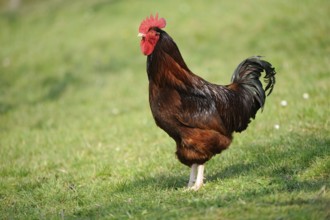 Brown cockerel standing in a sunny meadow, domestic fowl (Gallus gallus domesticus), Franconia