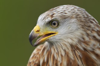 Red kite (Milvus milvus) adult bird of prey head portrait, England, United Kingdom, Europe
