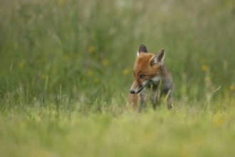 Red fox (Vulpes vulpes) adult animal sitting in grassland in the summer, England, United Kingdom,