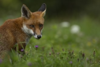 Red fox (Vulpes vulpes) adult animal sitting in grassland with summer flowers, England, United