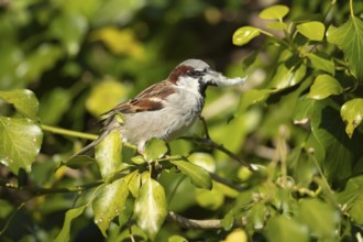 House sparrow (Passer domesticus) adult male bird with a feather in its beak for nesting material