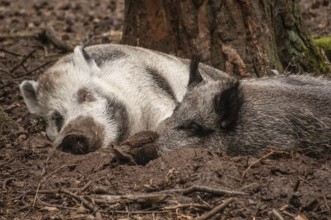 Two sleeping wild boar (Sus scrofa) captured in the animal park in Miedzyzdroje, Western Pomerania,