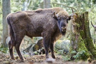 European bison (Bison bonasus) in a forest in spring, Bavarian Forest, Germany, Europe