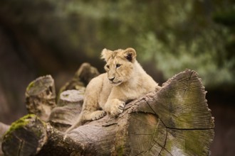 Asiatic lion (Panthera leo persica) cub lying on a tree trunk, captive