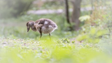 Nile goose chick (Alopochen aegyptiaca) standing, profile view, looking down, foreground green