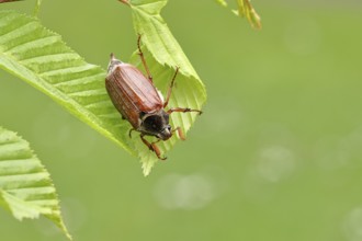 Wood cockchafer (Melolontha hippocastani), male, on leaves of a hornbeam (Carpinus betulus),