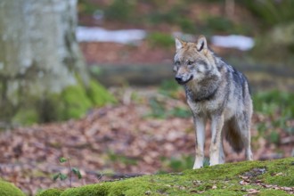 European gray wolf (Canis lupus) Bavaria, Germany, Europe