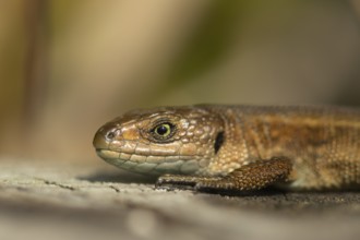 Common lizard (Zootoca vivipara) adult reptile basking on a wooden sleeper, England, United