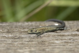 Common lizard (Zootoca vivipara) adult reptile basking on a wooden sleeper, England, United