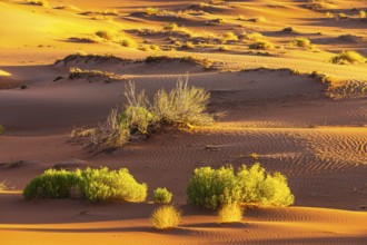 Wind-sculpted sand structure with green vegetation, in the Rub al Khali desert, Dhofar province,