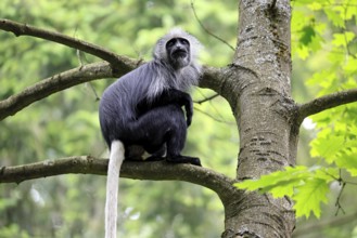 White-bearded snub-nosed monkey (Colobus polykomos), adult, sitting, on tree, foraging, alert