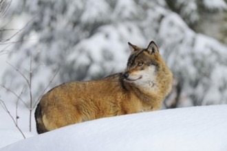 A wolf looks back attentively, standing on a snow-covered hill, Eurasian wolf (Canis lupus lupus),