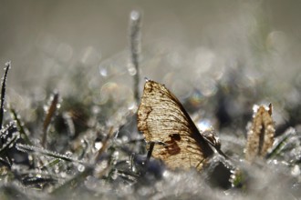 Hoarfrost in a meadow with beautiful bokeh, Winter, Germany, Europe