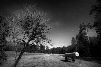 Dead tree, dead, full of lichen, water trough, water wagon, water tank, for cattle, black and
