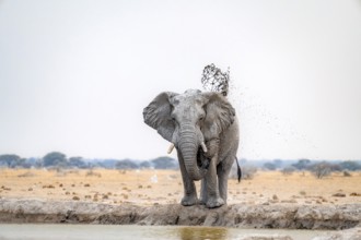 African elephant (Loxodonta africana), adult male, splashing himself with water at a waterhole,