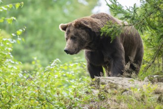 Brown bear (Ursus arctos) stands on a rock and looks attentively, Germany, Europe