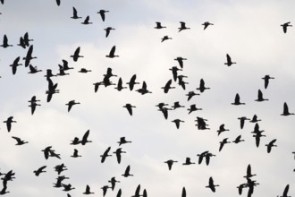 Wild geese in the sky, autumn, Saxony, Germany, Europe