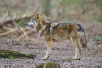 Wolf (Canis lupus), a wolf standing alone in the forest, surrounded by natural environment,