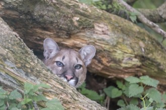 One young adult female cougar, Puma concolor, portrait between the branches of a fallen tree