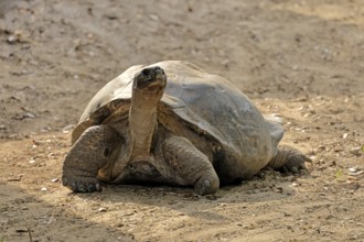 Galapagos giant tortoise (Chelonoidis niger), adult, foraging, captive, Galapagos Islands, Ecuador,