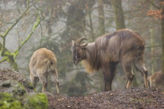 A male and a female Himalayan Tahr (Hemitragus jemlahicus) stand in the forest on a foggy day