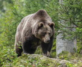 Brown bear (Ursus arctos) stands on a rock and looks attentively, Germany, Europe