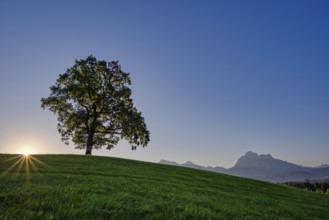 Single English oak (Quercus robur), near Fuessen, behind it the Saeuling, 2047m, Ostallgaeu,