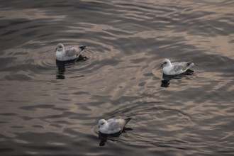 Northern fulmars (Fulmaris glacialis) swimming on the sea, Barents Sea, Northeast Iceland, Svalbard
