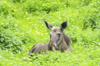 Eurasian elk (Alces alces) on a meadow, Bavaria, Germany, Europe