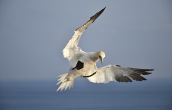 Northern gannet (Morus bassanus) flying over Heligoland, Schleswig-Holstein, Germany, Europe