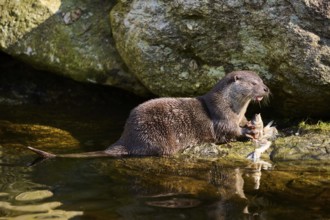 Eurasian otter (Lutra lutra) eting a fish on the shore of a little lake in the bavarian forest,