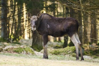 Elk (Alces alces) standing on a meadow on the edge of a forest, Bavaria, Germany, Europe
