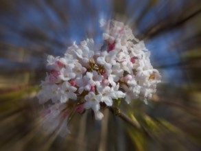 Fragrant snowball, snowball (Viburnum farreri), zoom effect