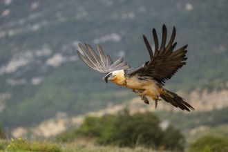 Bearded Vulture (Gypaetus barbatus) adult bird in flight with mountains in the backround, Pyrenees,