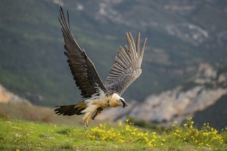 Bearded Vulture (Gypaetus barbatus) adult bird in flight with mountains in the backround, Pyrenees,