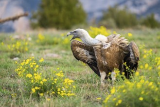 Griffon Vulture (Gyps fulvus) sitting on a flowering meadow in autumn, Pyrenees, Catalonia, Spain,