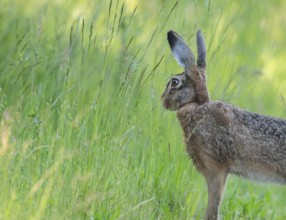 European hare (Lepus europaeus) standing in a meadow and looking attentively, wildlife, Thuringia,