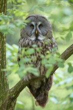 Bearded owl (Strix nebulosa), sitting quietly on a branch and observing, surrounded by green