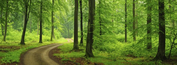 Hiking trail through green beech forest to the Heilige Hallen, natural forest reserve in the