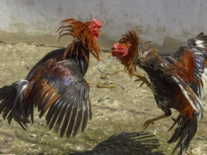 Cockfight, Rantepao, Tana Toraja, Sulawesi, Indonesia, Asia