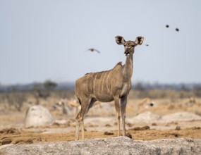Greater kudu (Tragelaphus strepsiceros), adult female, Nxai Pan National Park, Botswana, Africa